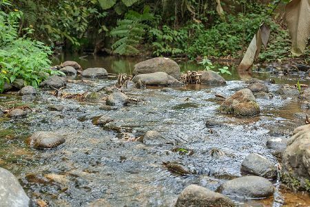 Wasser, Nahrung und Unterkunft in Papua-Neuguinea